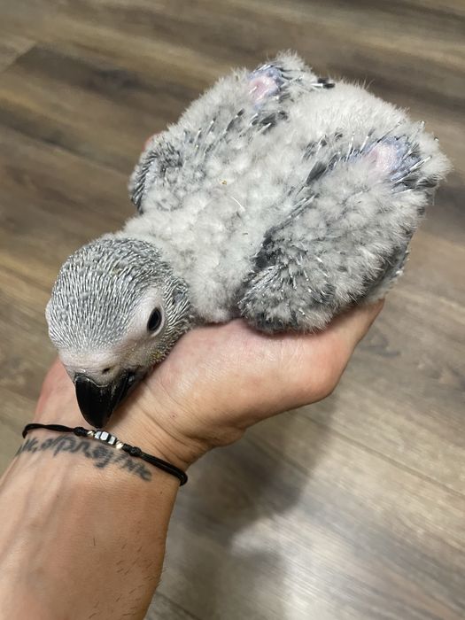 Ръчно хранен папагал Жако