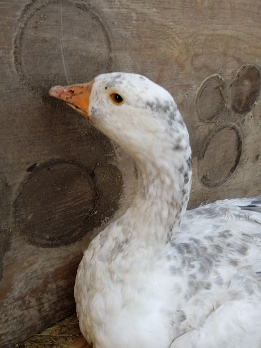 Июньские Гуси, Утки