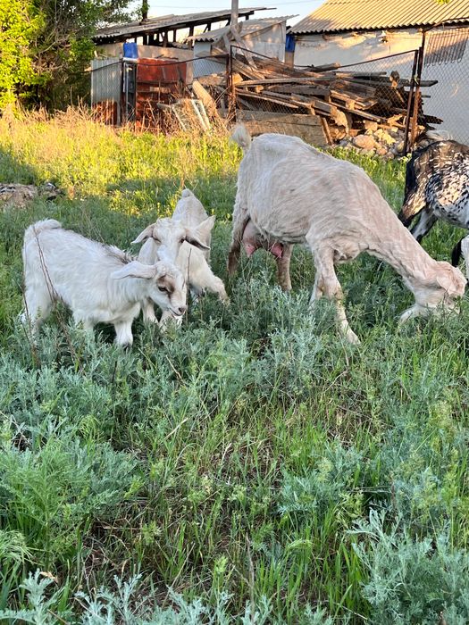 Ешкі сатылады, 2 лағымен