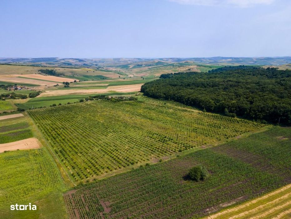 Teren nucifer cu plantatie de aluni, sat Frata, jud. Cluj