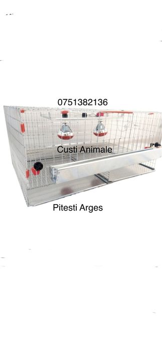 Maternitate puișori