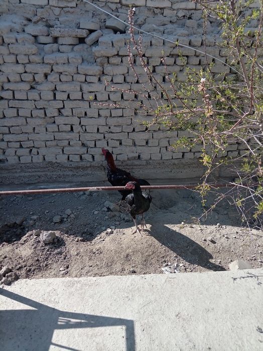 Dakan tuxumlari sotildi