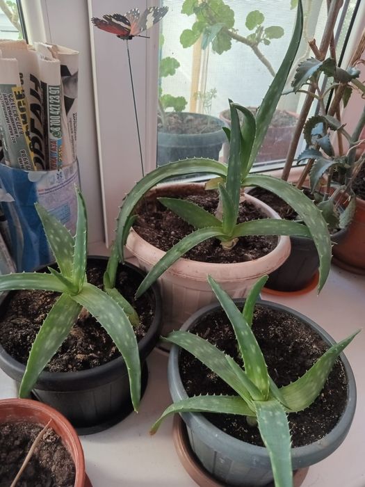 Продам  комнатные  растения