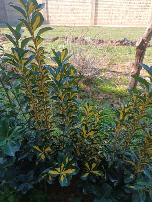 Shamshod gullar sotiladi