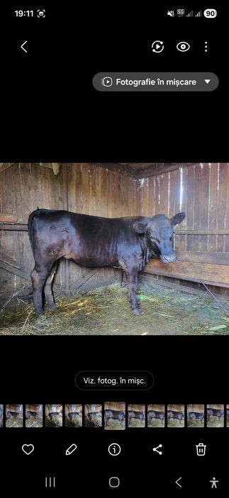 Junincă angus 1 an