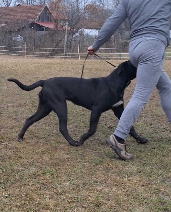 Cane Corso talie mare, pedigree FCI, femela junioară.