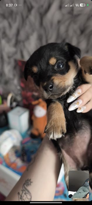 Мини Тойчики девочки