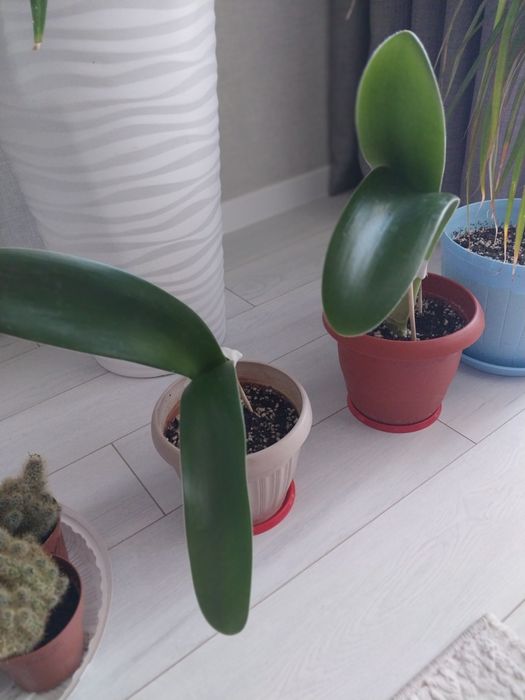 Продам комнатные цветы