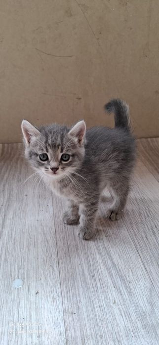 Хорошие Котята даром