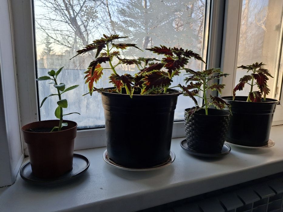 Красивые комнатные цветы