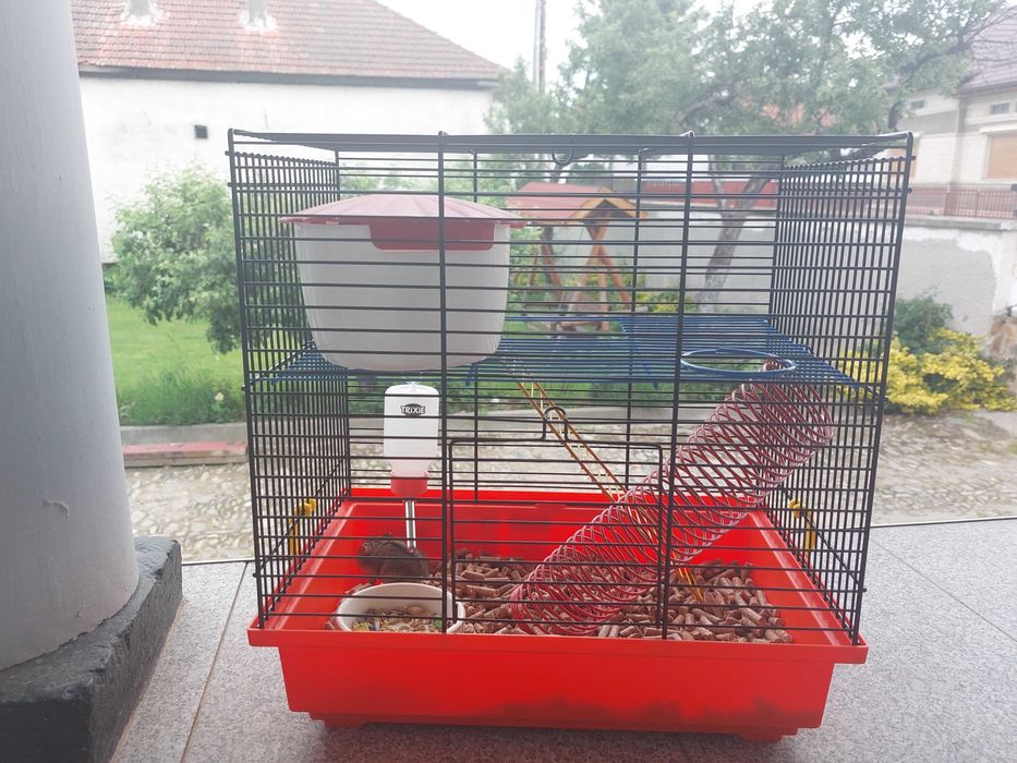 animale de companie