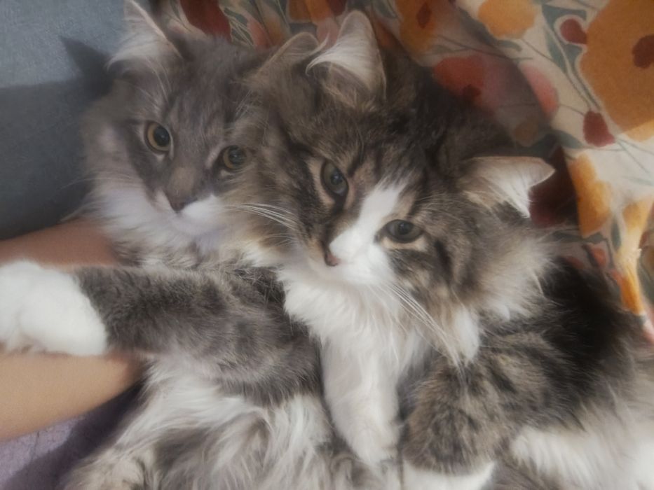 Пропал на котик просим помочь найти