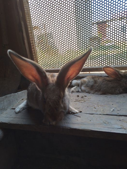 Кролики, породистые