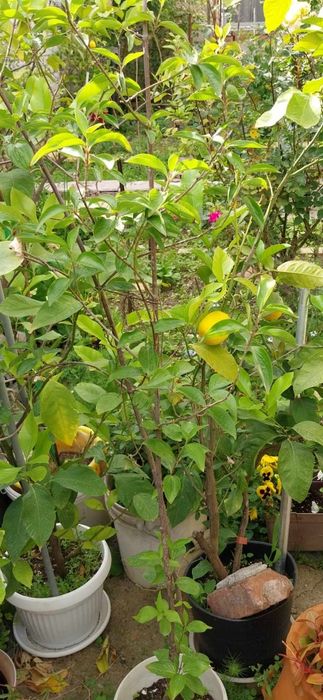 Български лимонови дръвчета