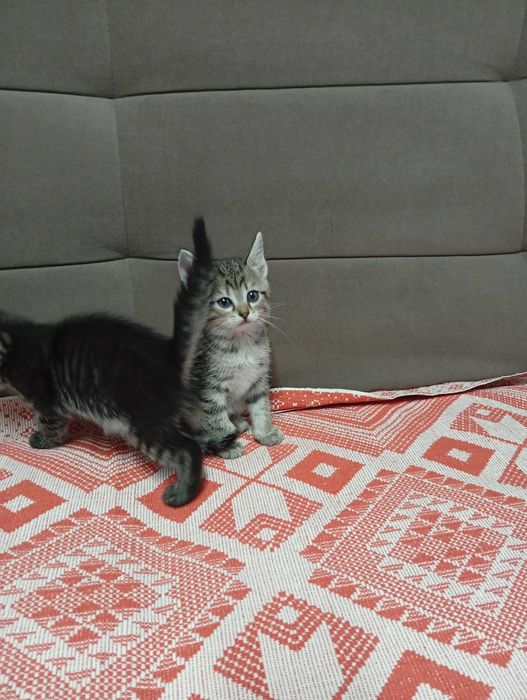 Отдам котят в добрые руки