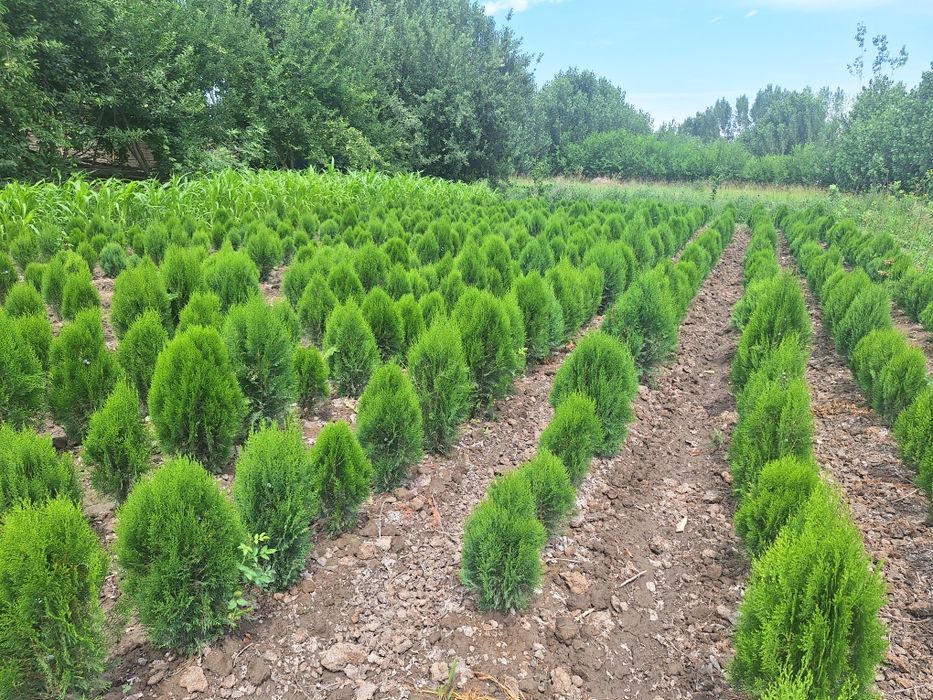 Арчалар хлма хил турдаги.