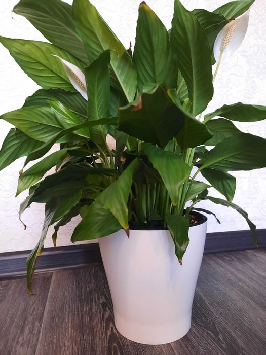 Продам цветок Спатифиллум.