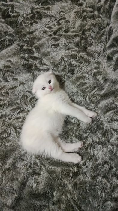 Продается мальчик Скоттиш Фолд