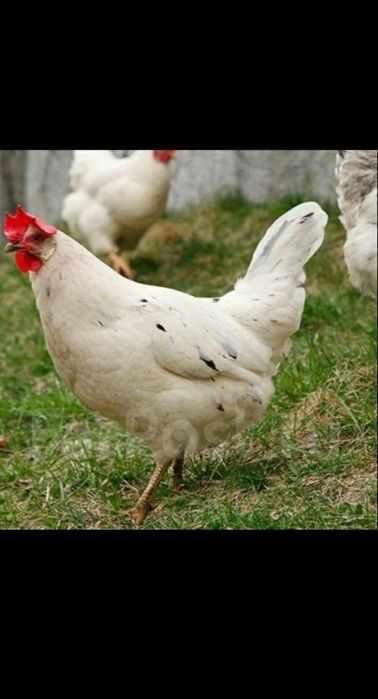 Продаю домашних курей коралл