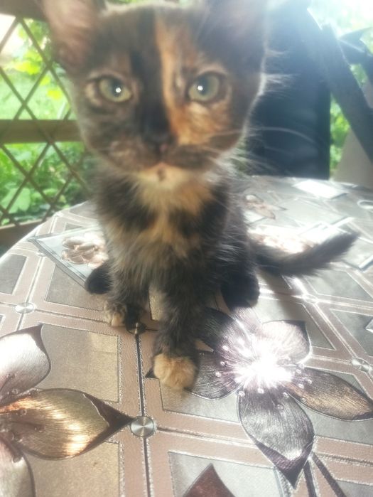 Dau spre adopție 2 pui de pisică  pufoși