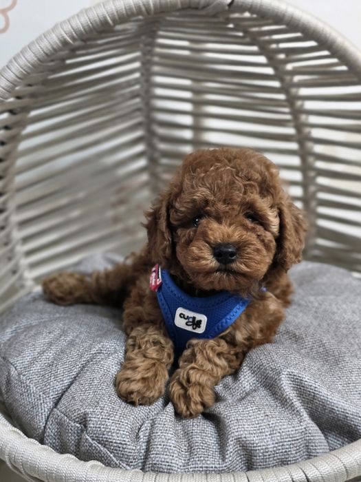 Той пудел/ Тоу poodle - Генетични тестове , здрави родителили