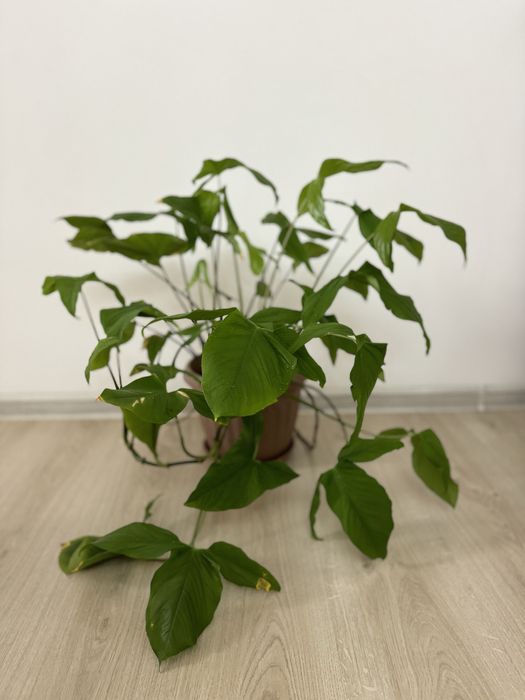 Продаю комнатные растения