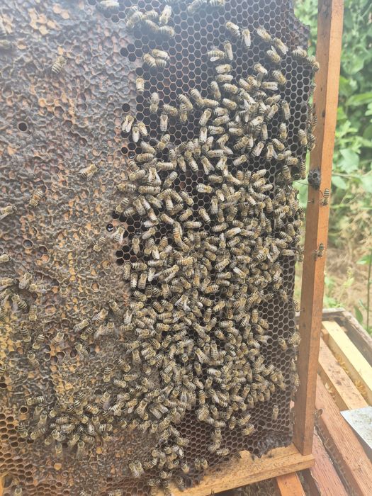 Vând familie de albine