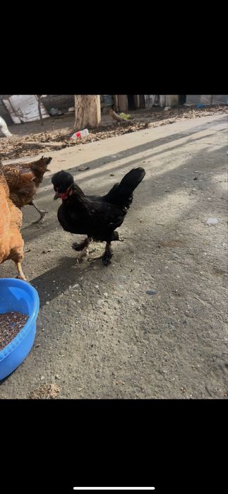 Yapon tovuqlar sotiladi yoshiga tulgan 1 yosh