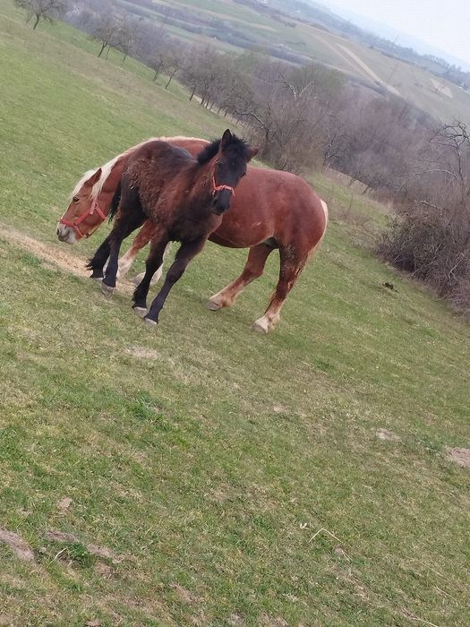 Mânză neagra de vanzare