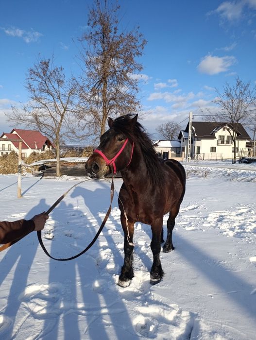 Cal de vânzare de 4 ani