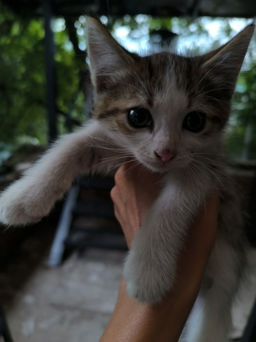 Котята в хорошие руки