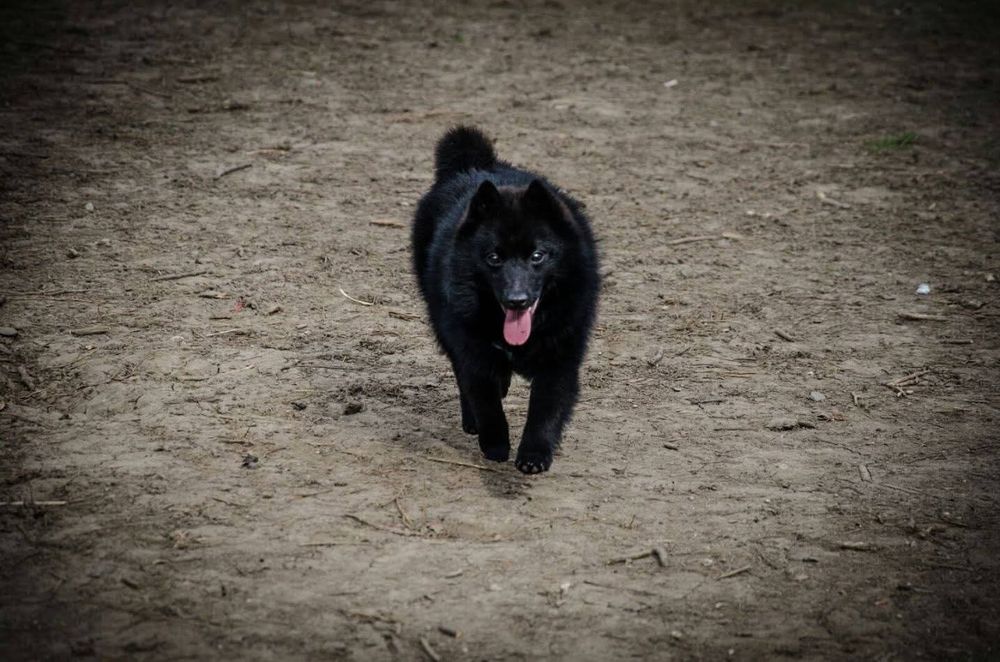 Donez băiețel ciobănesc  german