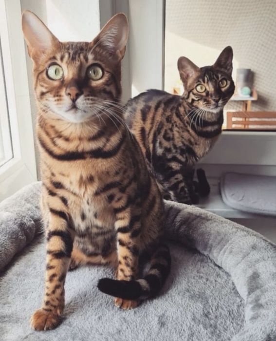 Бенгальский котенок