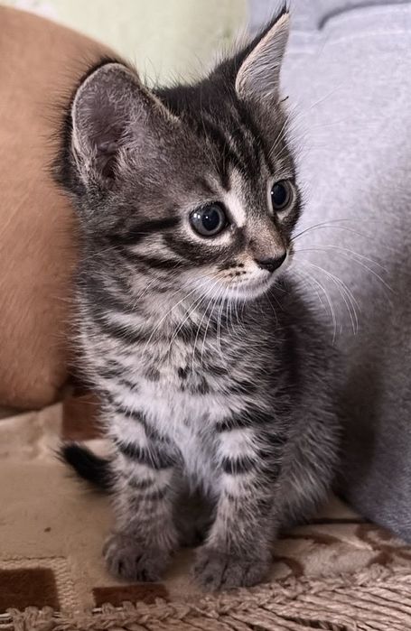 Отдам в хорошие руки