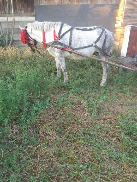 Iapă de vânzare de 4 ani