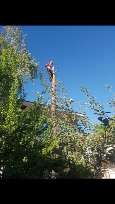 Дарахт кесиш хизмати спил обрезка деревя бензопила услуг daraxt kesish