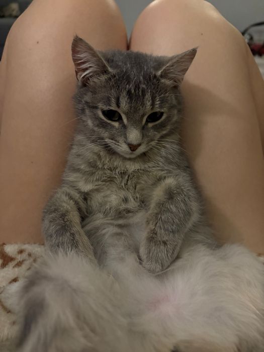 Кошечка Бася ищет добрые руки