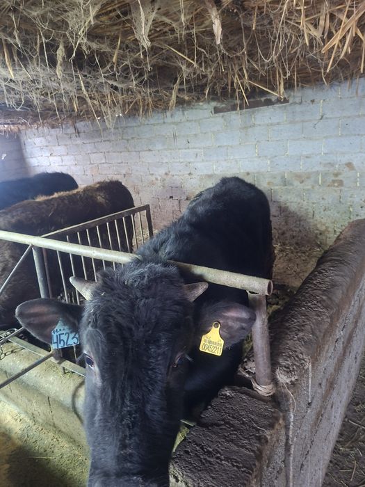 Буқалар  сатам, продам Быков.