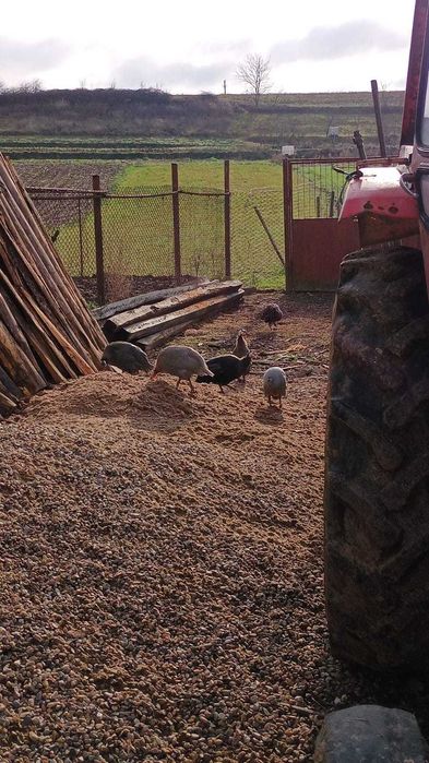 Bibilici de vânzare