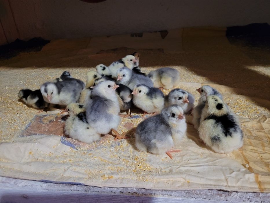 Pui de găină, somborska kaporka, pita pinta,moțati și golaș