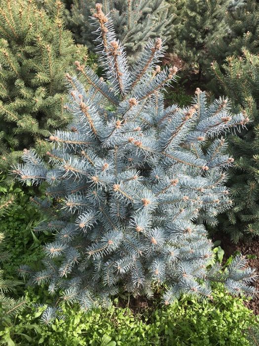 Archa galuboy yel sotiladi