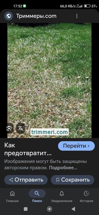 Газон арча декоративные усимоикларга кассаликларни даволаш хизмати