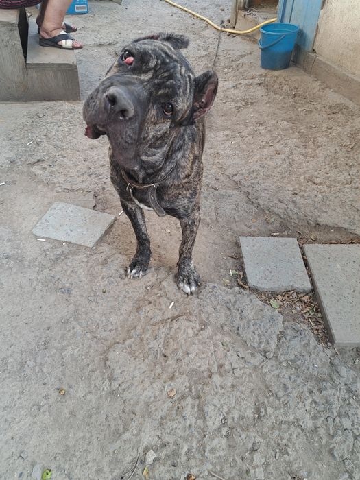 Кане Корс девочка