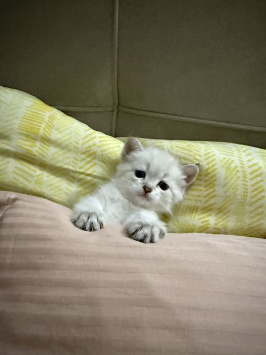 Продам породистого котенка