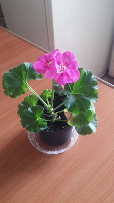 Герань комнатная