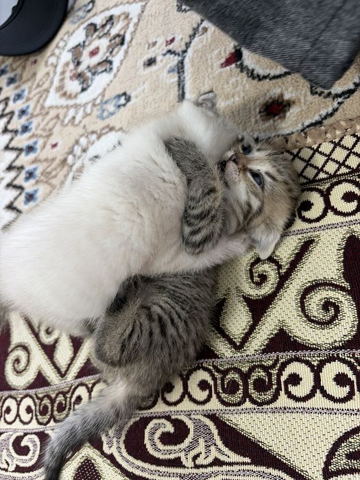 Шотландские прямоухие котята