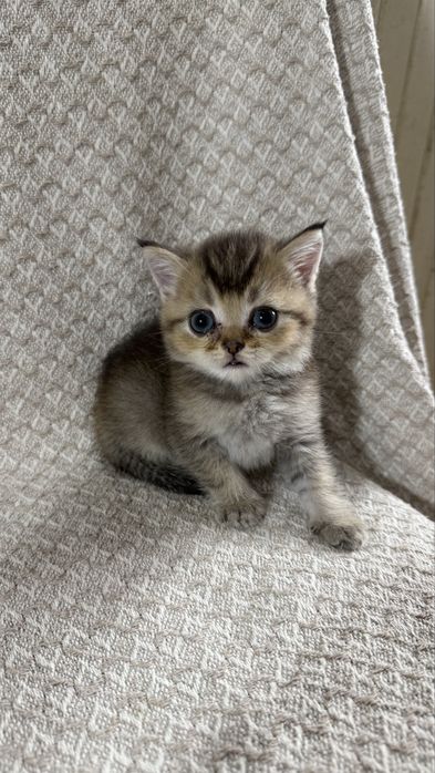 Котята золотые Шиншиллы