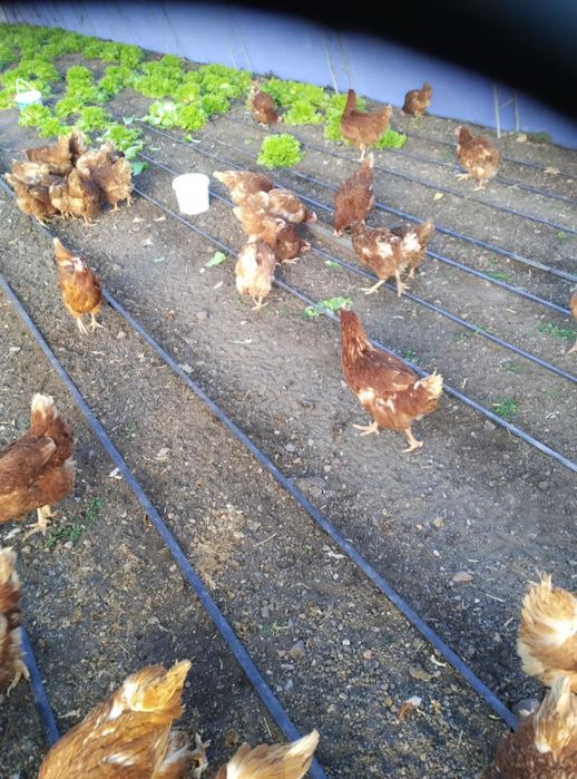 Кокошки носачки  Ломан Браун