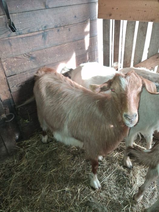 Vând capre gestante