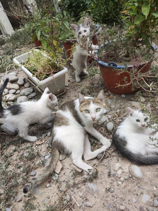 Котенок, милый, озорной мальчик